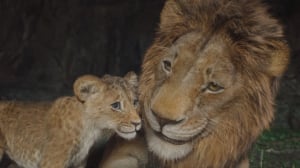 FMX 2025 Releases Final Program Update, Teaser Shorts Series FMX 2025 Releases Final Program Update, Teaser Shorts Series