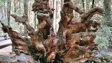 Mysteries Entombed within the Redwoods Realm: Part 2
