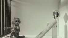 Pictures from the Brainbox: A Weekly Dose of Indie Animation - 'Monkey Love Experiments'
