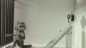 Pictures from the Brainbox: A Weekly Dose of Indie Animation - 'Monkey Love Experiments'