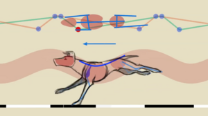 The Truth About Quadruped Locomotion